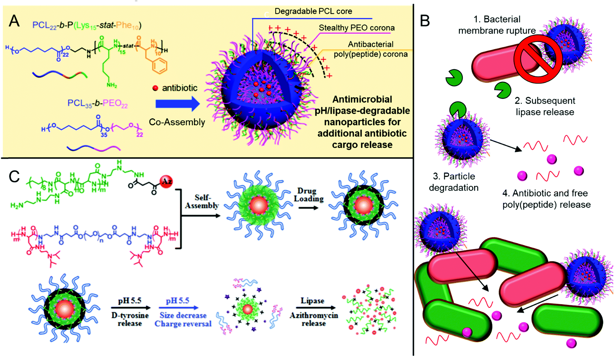 Approaches For The Inhibition And Elimination Of Microbial Biofilms ...