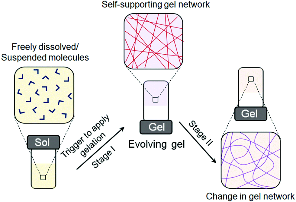 Stimuli Responsive Dynamic Transformations In Supramolecular Gels ...