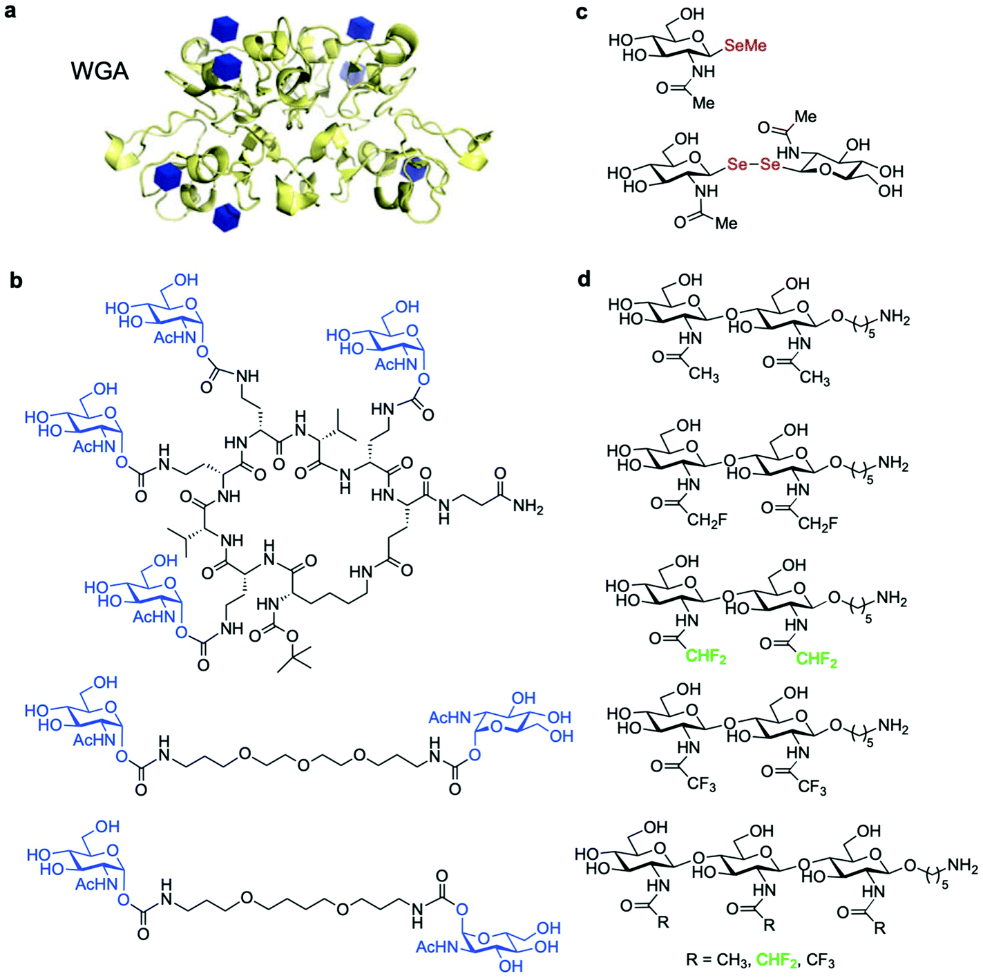 Advances In Chemical Probing Of Protein O -GlcNAc Glycosylation ...