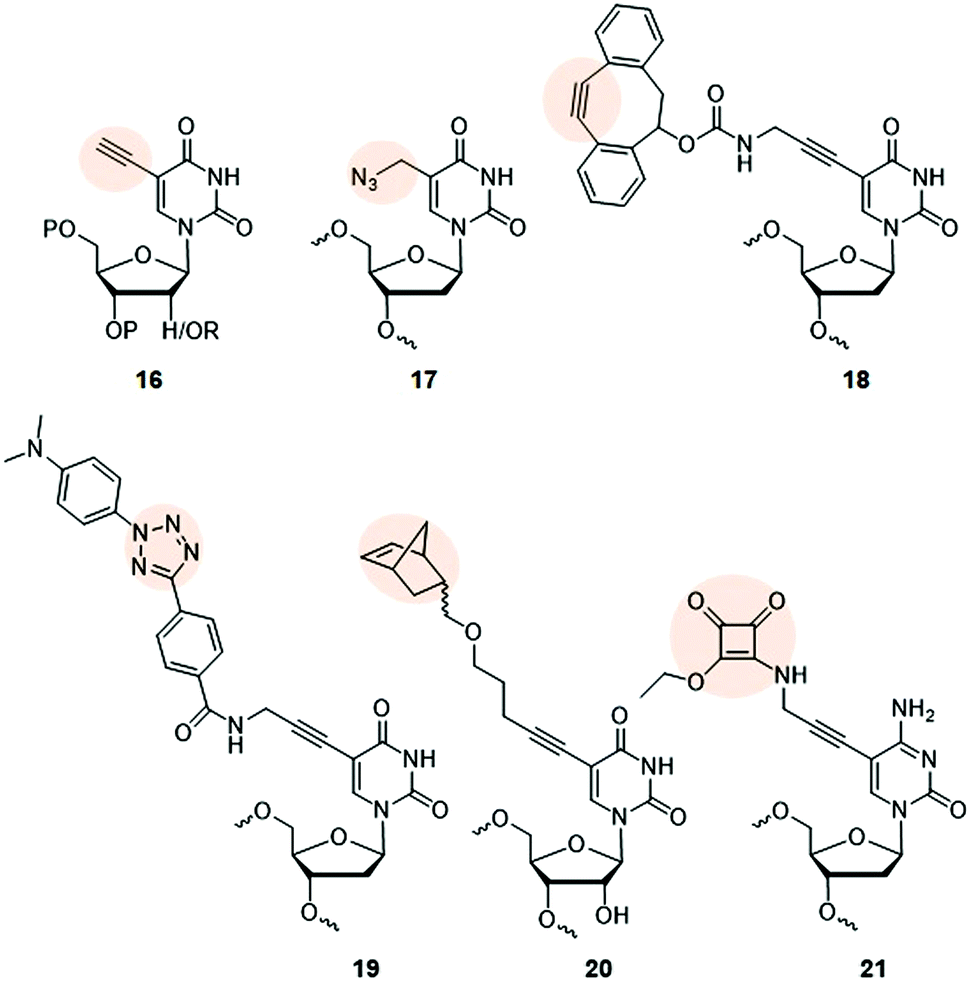 Recent Progress In Non Native Nucleic Acid Modifications Chemical Society Reviews Rsc Publishing