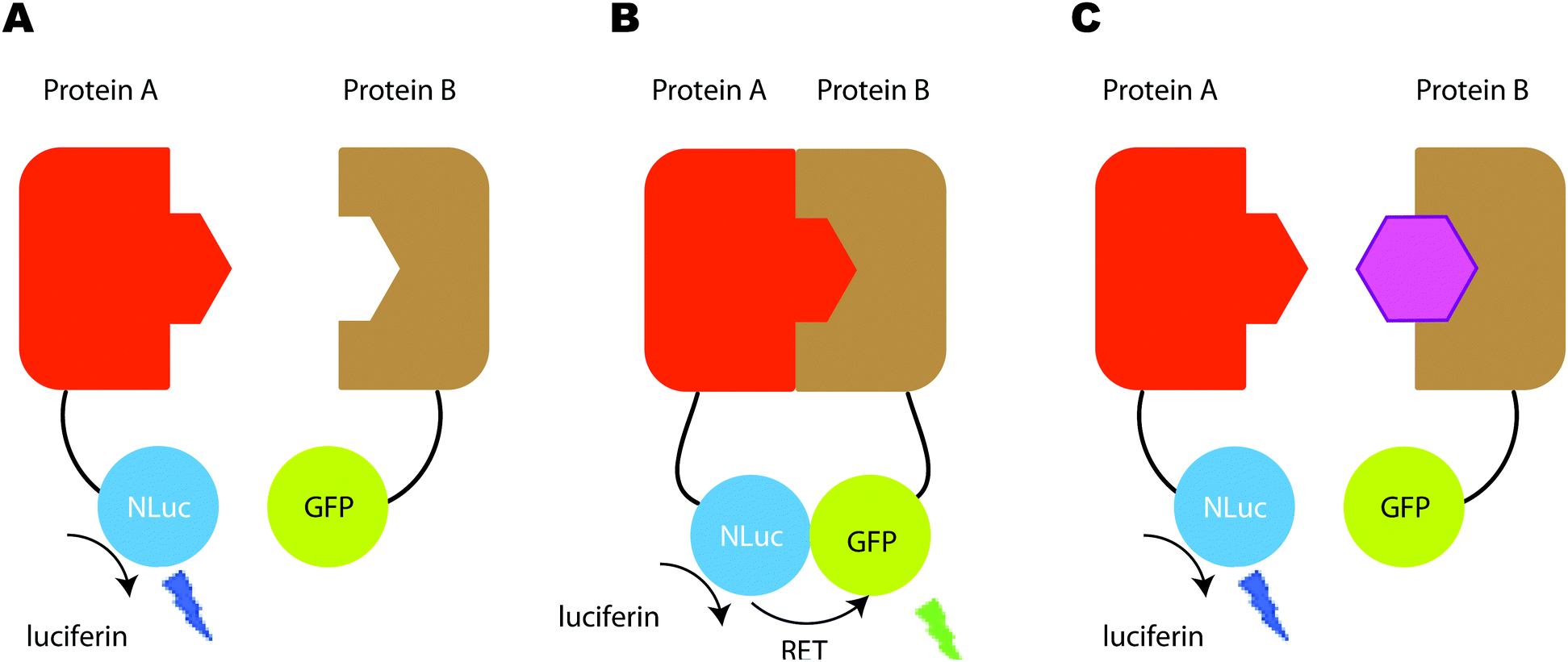 Applications Of Bioluminescence In Biotechnology And Beyond Chemical Society Reviews Rsc Publishing