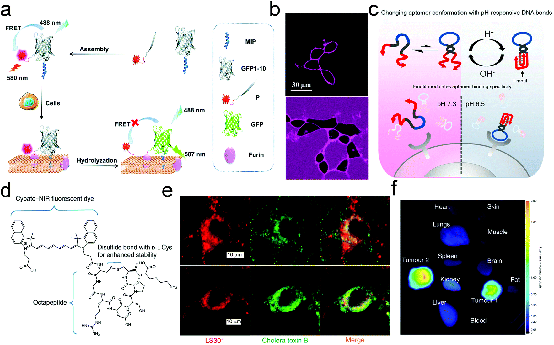 Cell Surface Localized Imaging And Sensing Chemical Society Reviews Rsc Publishing