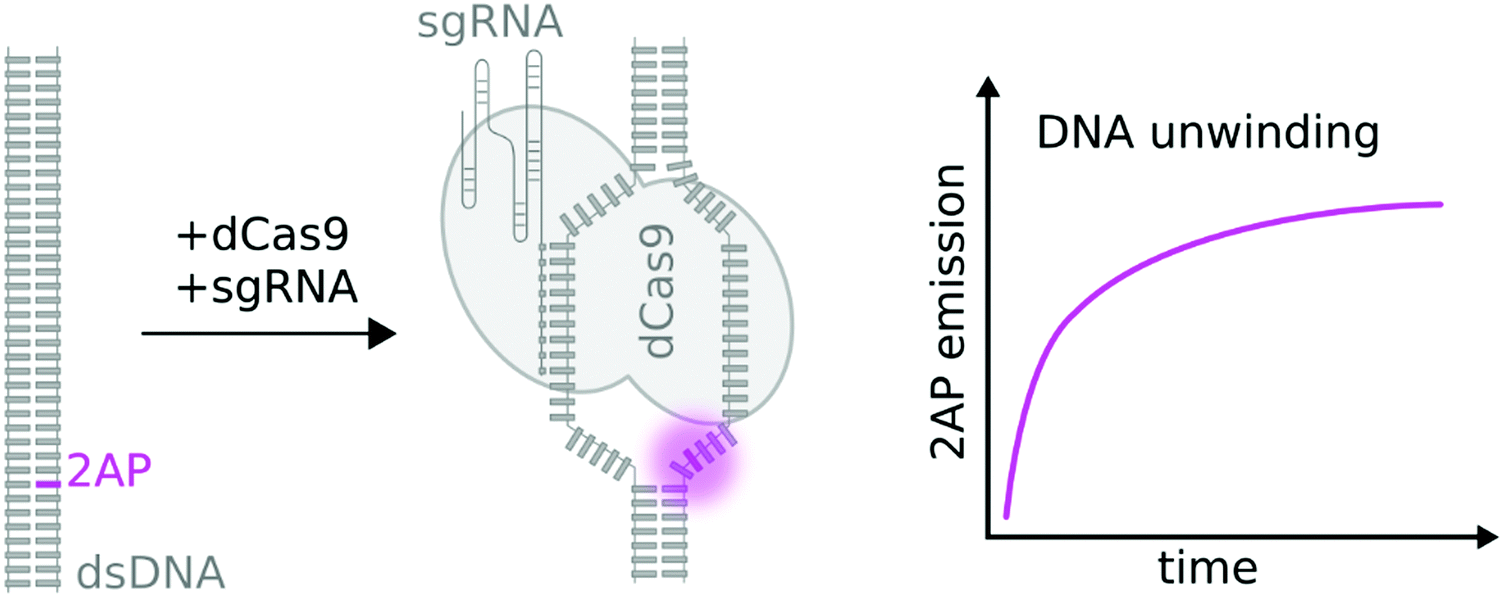 Fundamental Photophysics Of Isomorphic And Expanded Fluorescent Nucleoside Analogues Chemical Society Reviews Rsc Publishing