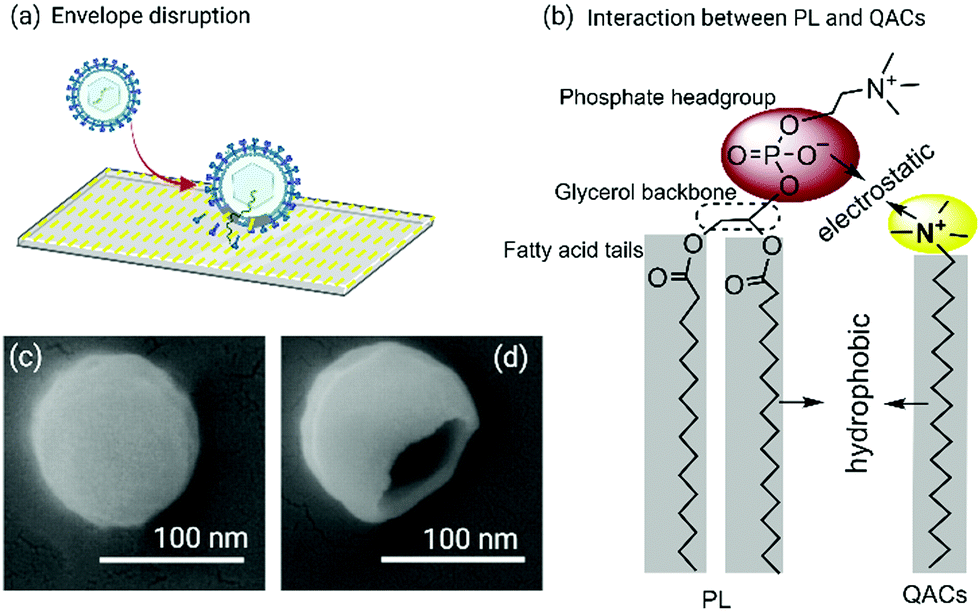 Chemical Design Principles Of Next Generation Antiviral Surface Coatings Chemical Society Reviews Rsc Publishing
