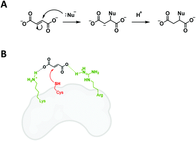 The Not So Identical Twins Dis Similarities Between Reactive Electrophile And Oxidant Sensing And Signaling Chemical Society Reviews Rsc Publishing