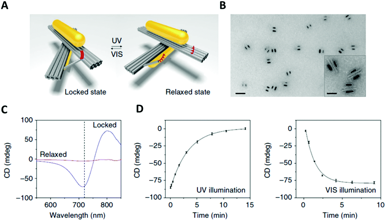 Chemically modified nucleic acids and DNA intercalators as tools for ...