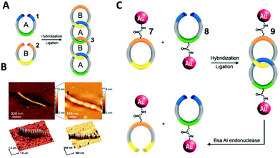 Chemically modified nucleic acids and DNA intercalators as tools for ...
