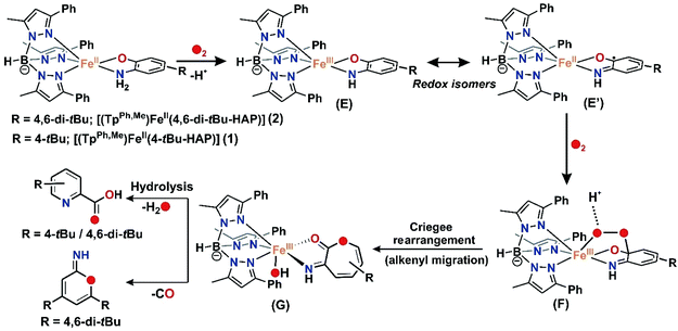 Tuning the stereoelectronic factors of iron( ii )-2-aminophenolate ...