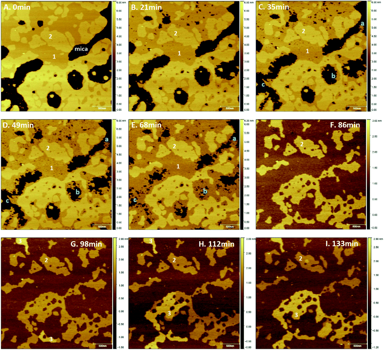 The Impact Of Antibacterial Peptides On Bacterial Lipid Membranes Depends On Stage Of Growth Faraday Discussions Rsc Publishing