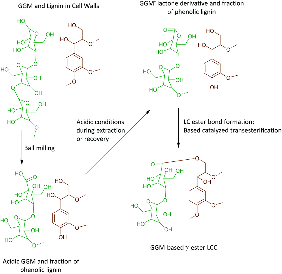 Deciphering Lignin Heterogeneity In Ball Milled Softwood: Unravelling ...