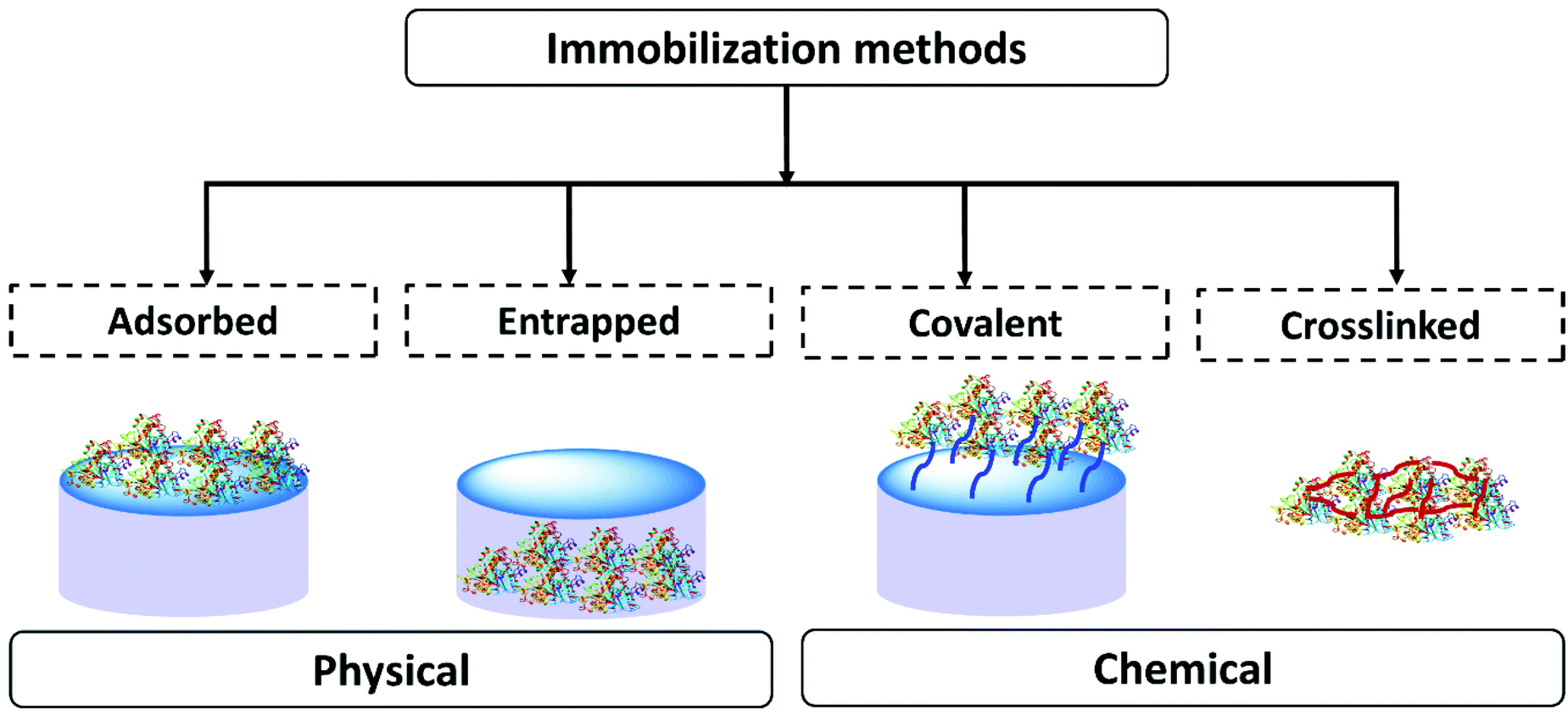 Enzyme entrapment, biocatalyst immobilization without covalent