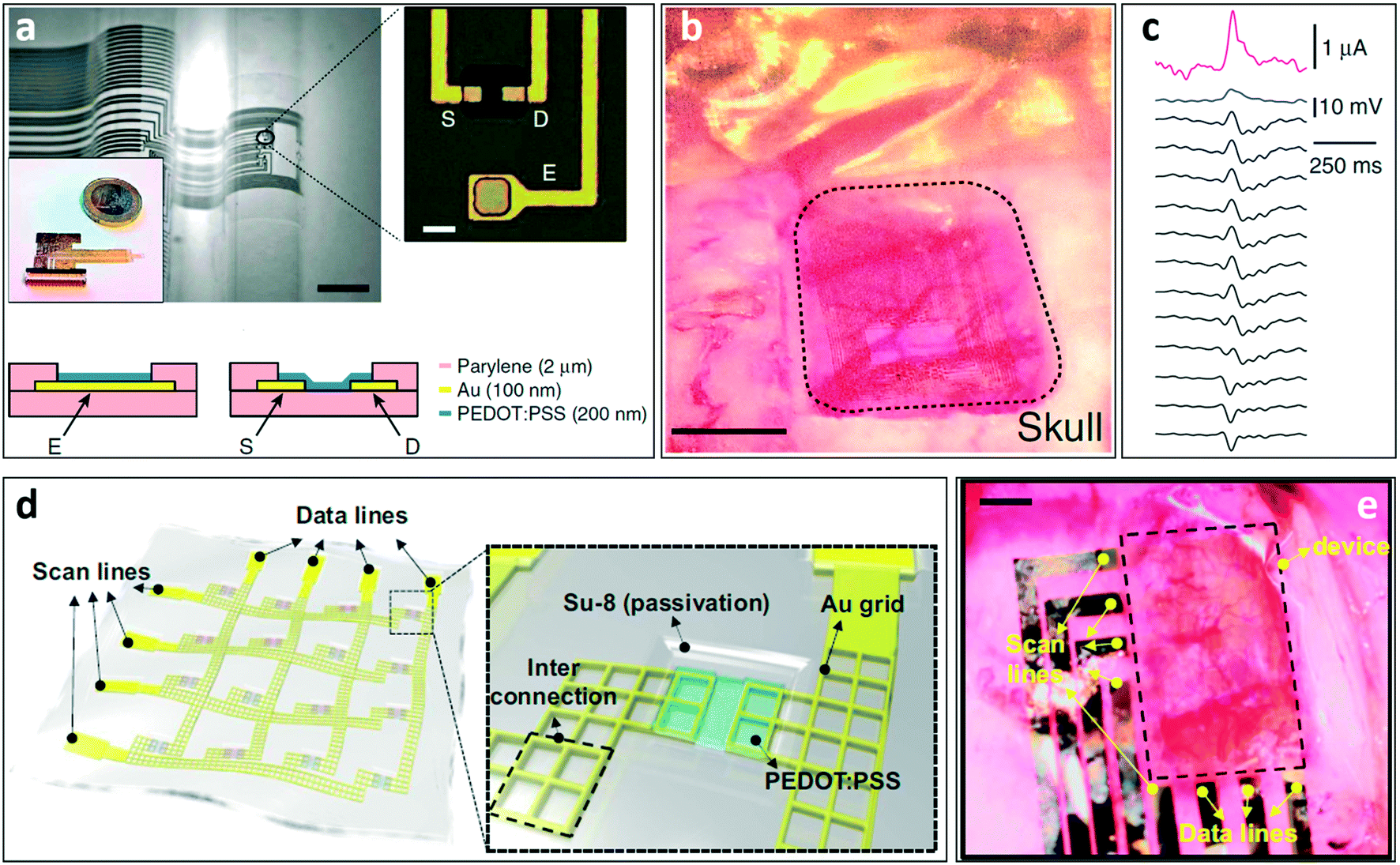Interfacing Cells With Organic Transistors A Review Of In Vitro And In Vivo Applications Lab On A Chip Rsc Publishing