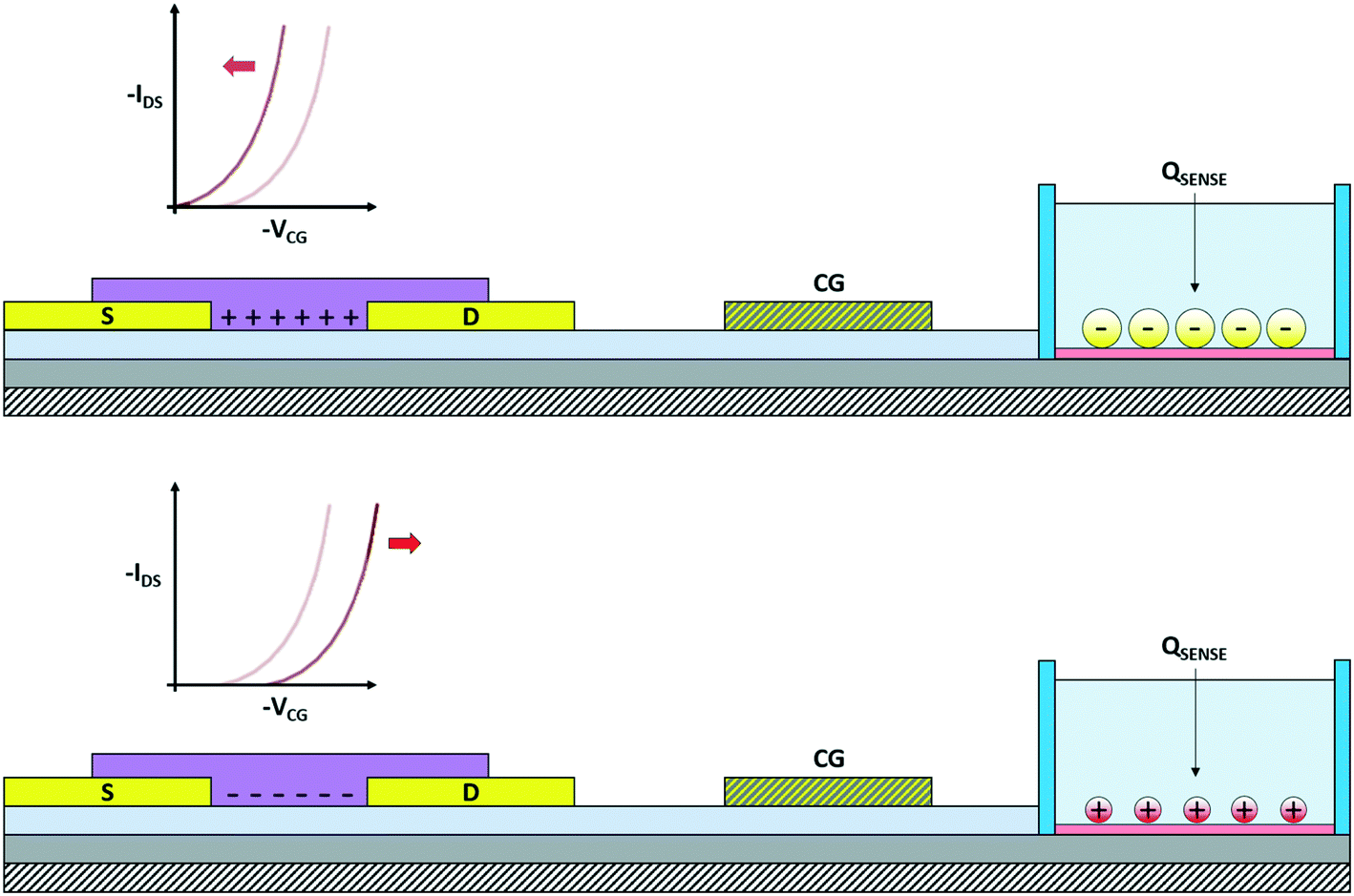 Interfacing Cells With Organic Transistors A Review Of In Vitro And In Vivo Applications Lab On A Chip Rsc Publishing