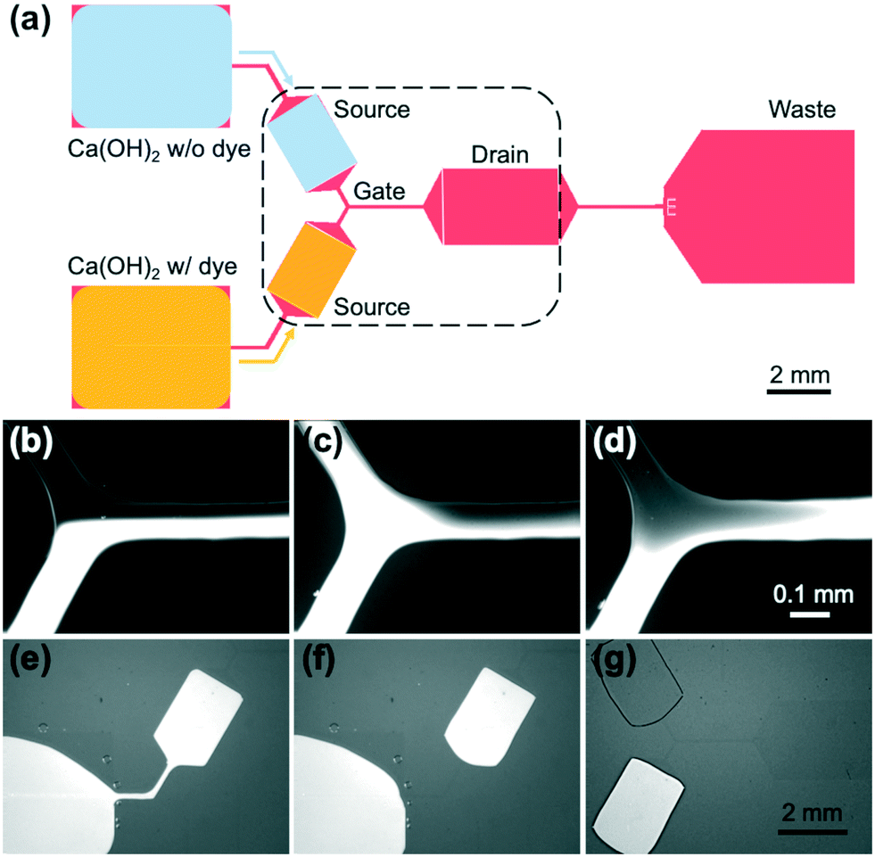 Field Effect Pump Liquid Dielectrophoresis Along A Virtual Microchannel With Source Gate Drain Electric Fields Lab On A Chip Rsc Publishing