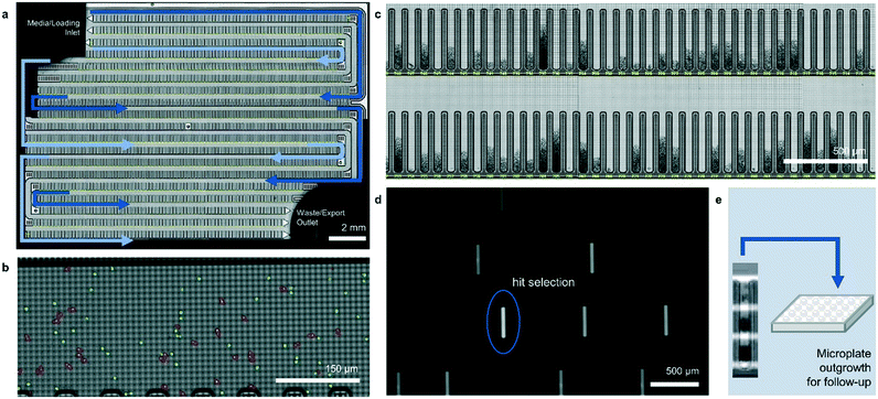 High-throughput Optofluidic Screening For Improved Microbial Cell ...