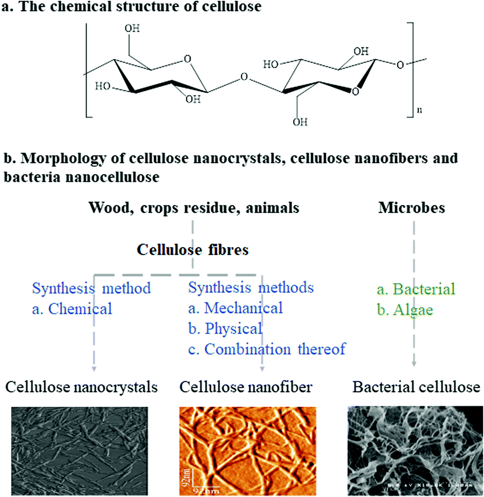 Nanocellulose The Next Super Versatile Material For The Military Materials Advances Rsc Publishing