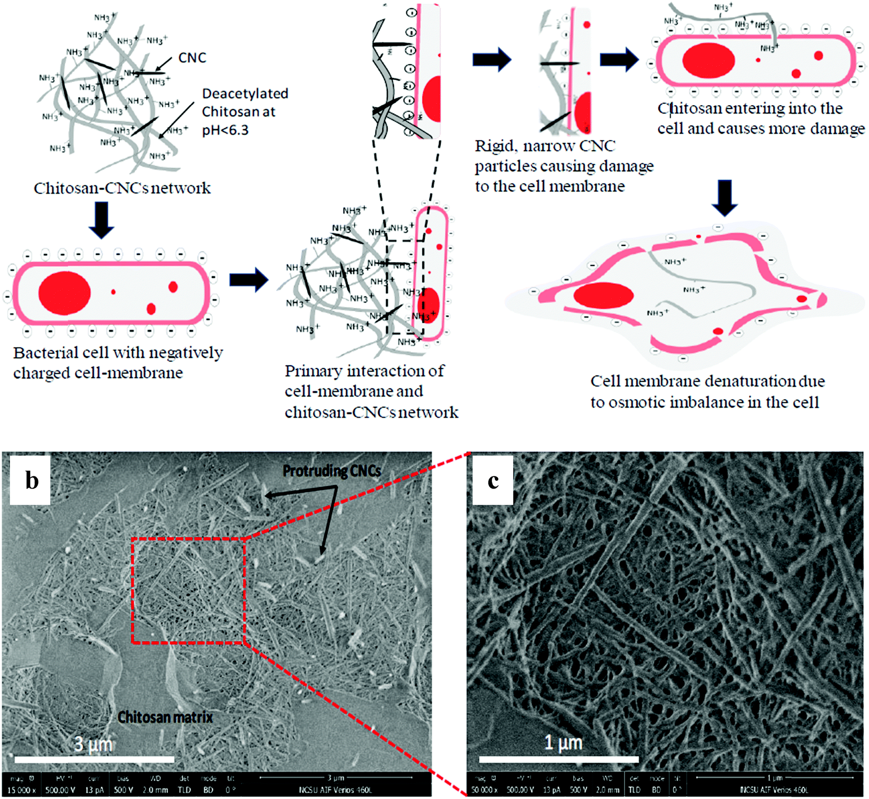 Emerging Development Of Nanocellulose As An Antimicrobial Material: An ...