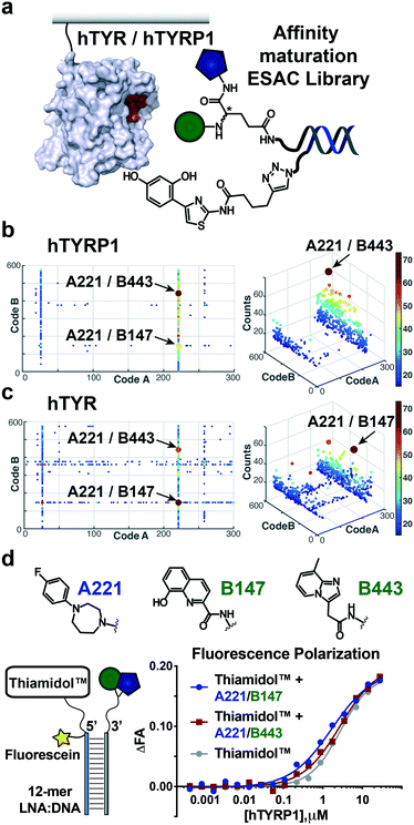 Discovery, affinity maturation and multimerization of small molecule ...