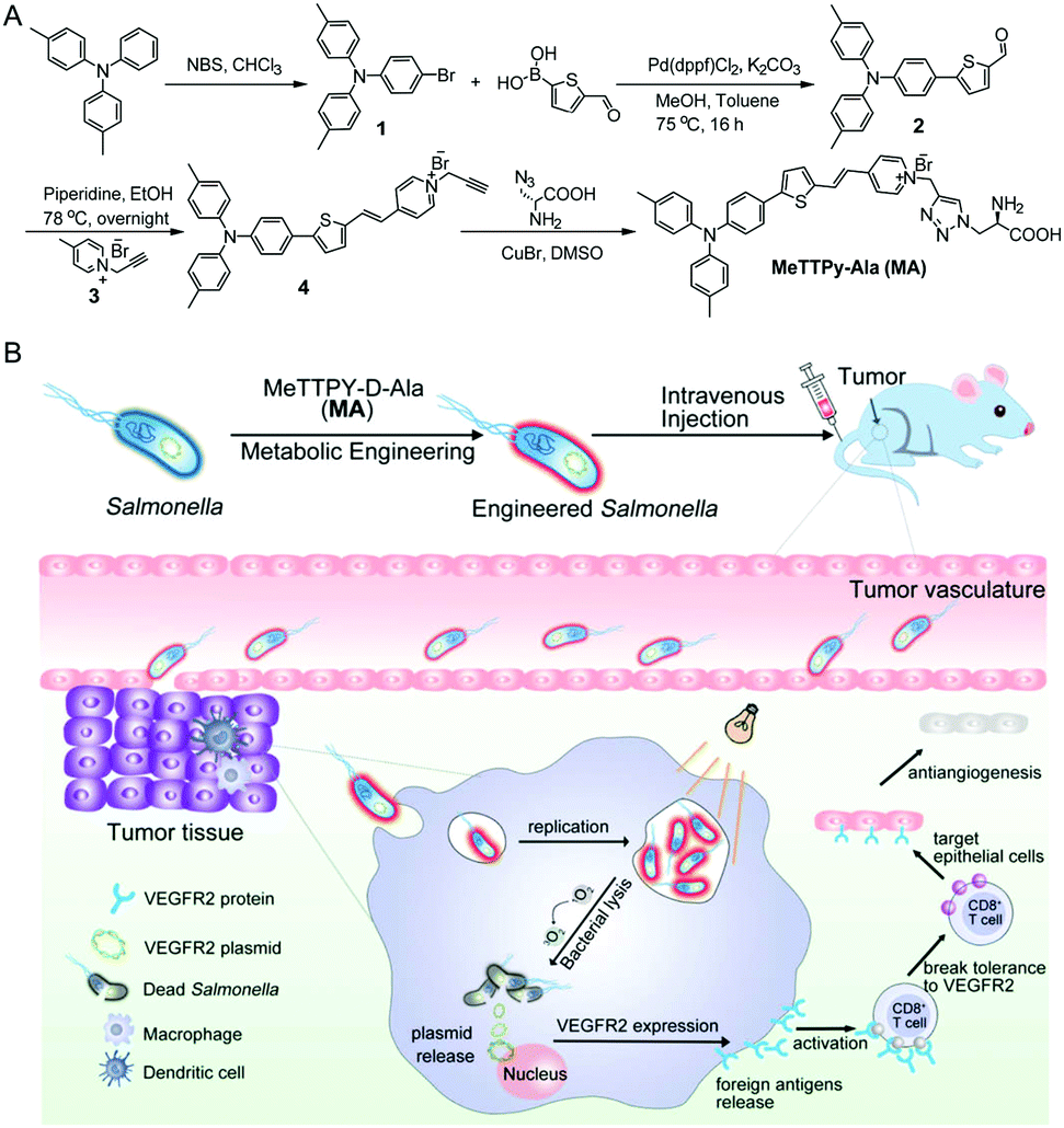 Metabolically Engineered Bacteria As Light Controlled Living Therapeutics For Anti Angiogenesis Tumor Therapy Materials Horizons Rsc Publishing