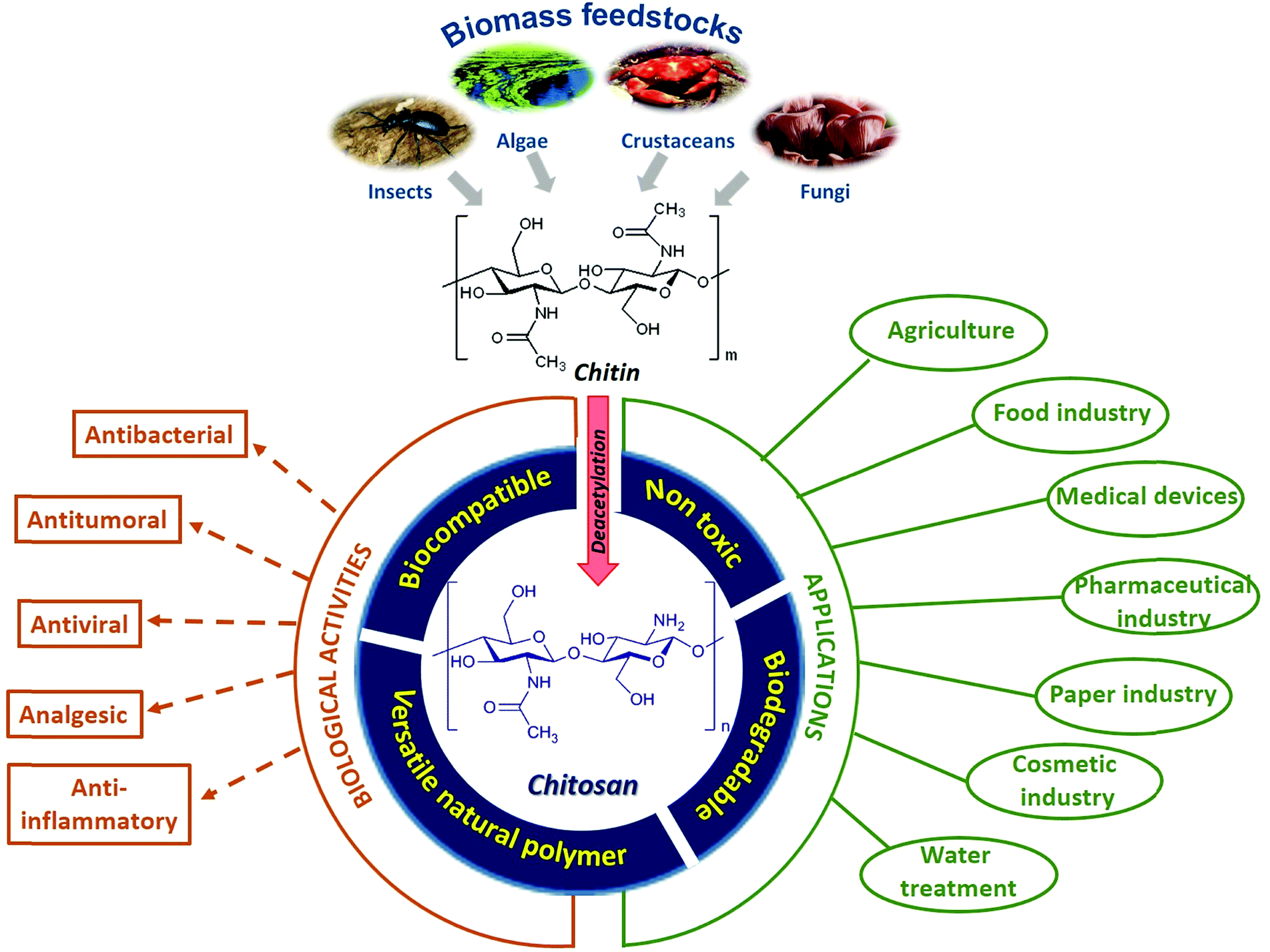 Heparanized Chitosans: Towards The Third Generation Of Chitinous ...