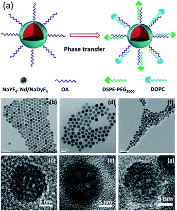 Multifunctional NaYF 4 :Nd/NaDyF 4 nanocrystals as a multimodal ...