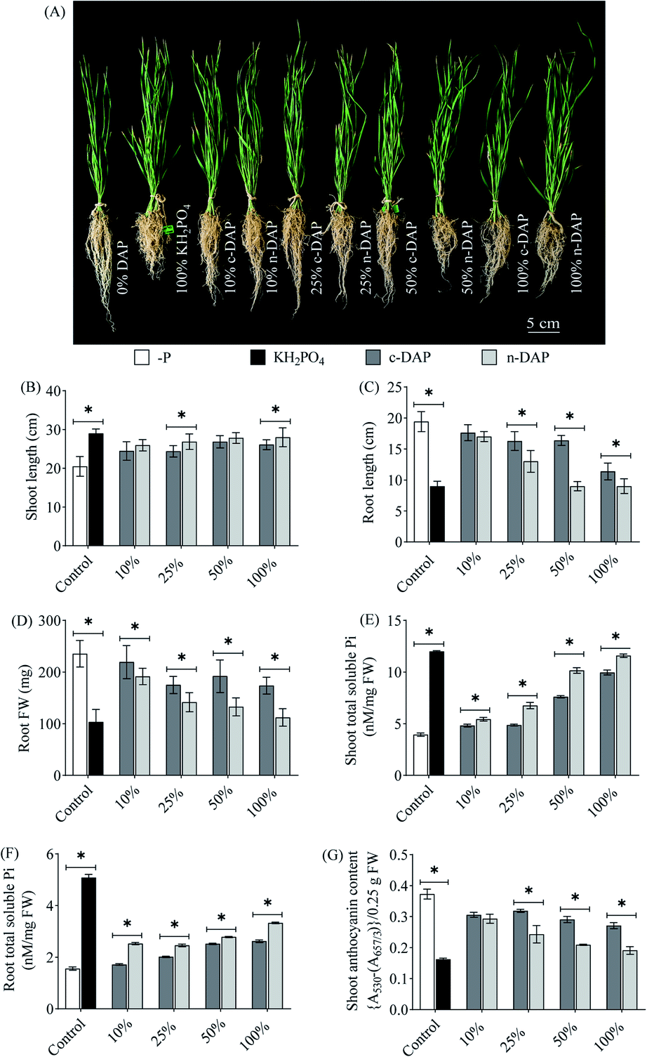 Cryo-milled nano-DAP for enhanced growth of monocot and dicot plants ...