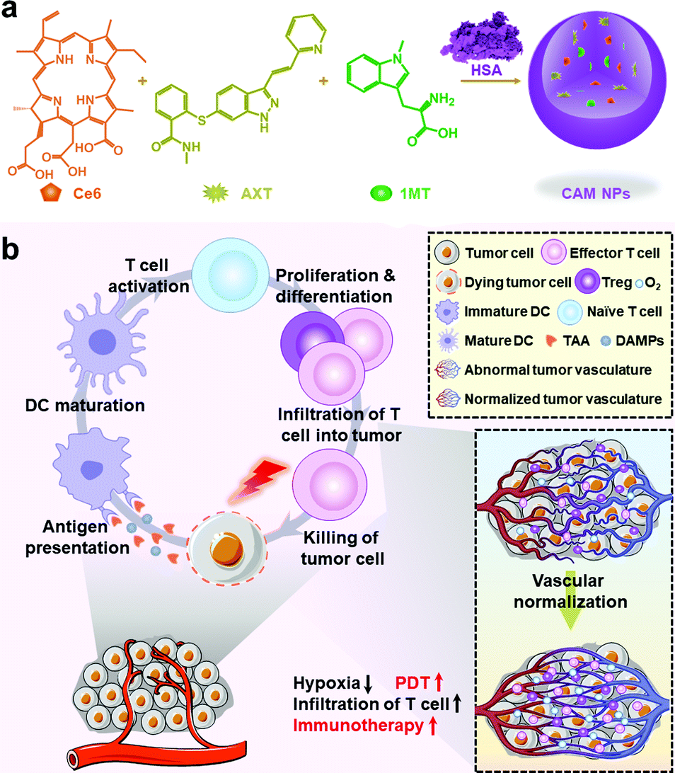 Engineering a photosensitizer nanoplatform for amplified photodynamic ...