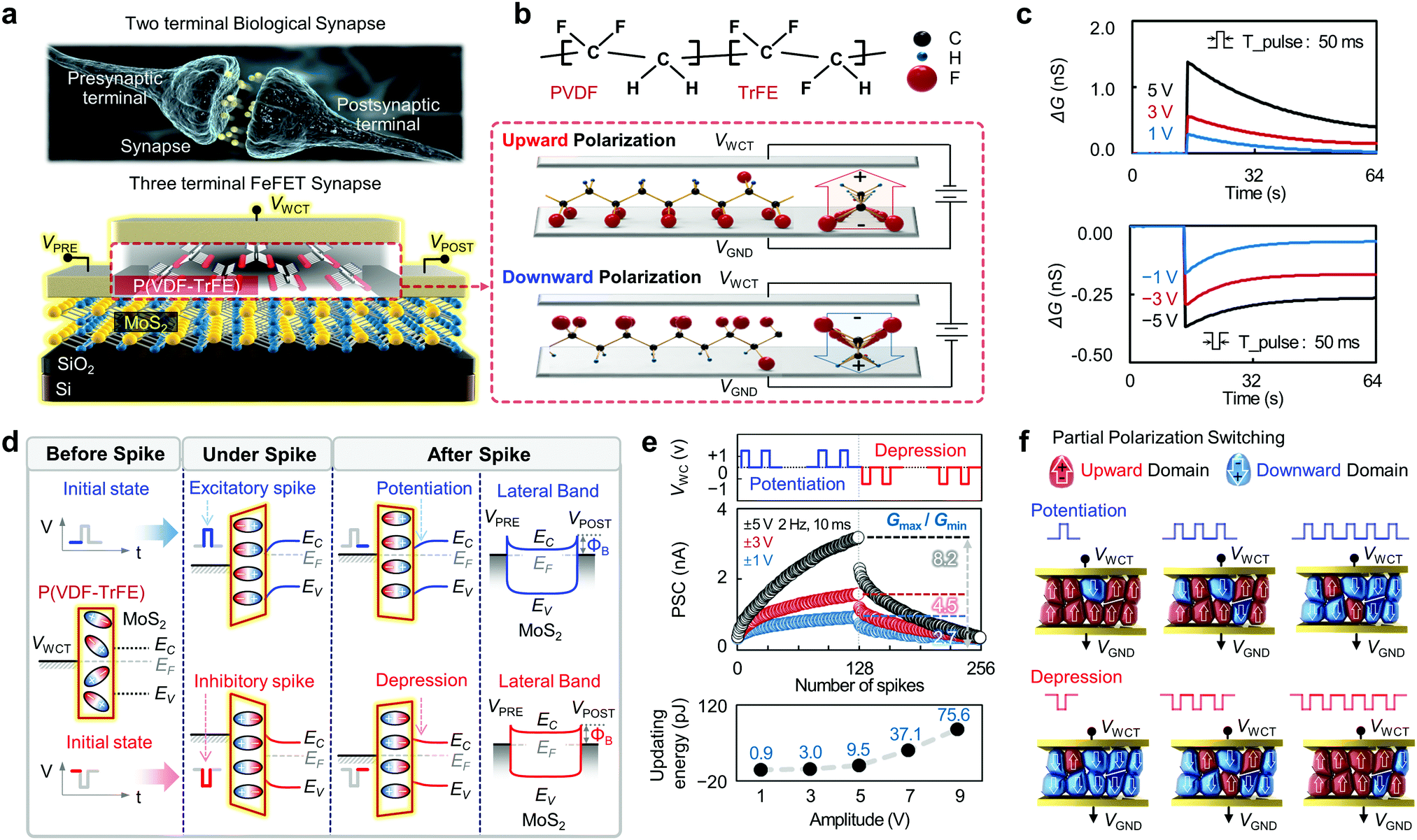 Ferroelectric Polymer-based Artificial Synapse For Neuromorphic ...