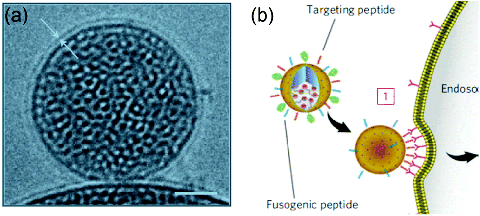 Targeted liposomal drug delivery: a nanoscience and biophysical ...