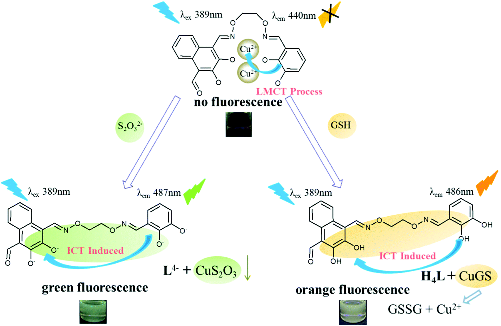 A Novel Turn On Fluorogenic Aldehyde Appended Salamo Like Copper Ii Complex Probe For The Simultaneous Detection Of S2o32 And Gsh New Journal Of Chemistry Rsc Publishing