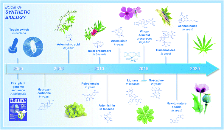 Metabolic engineering for plant natural products biosynthesis: new ...