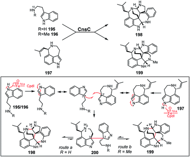 Cytochrome P450 Enzymes In Fungal Natural Product Biosynthesis Natural Product Reports Rsc Publishing