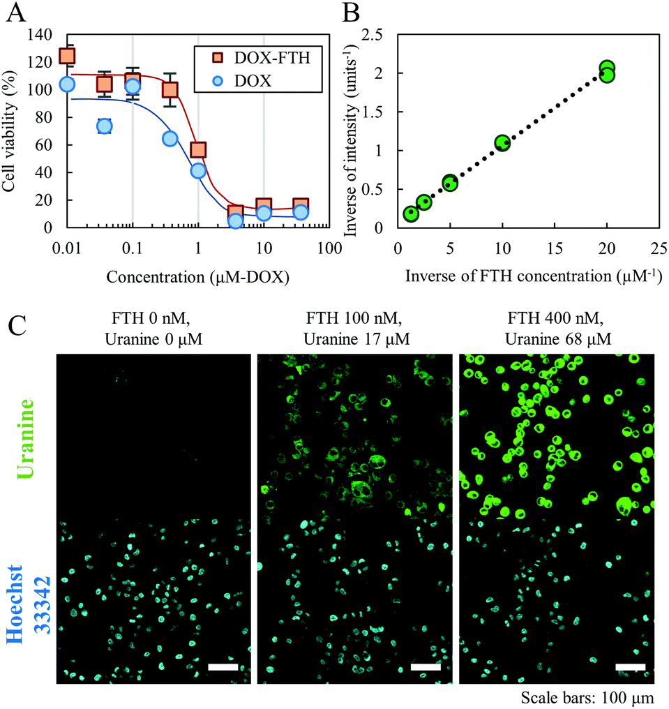 One Step Construction Of Ferritin Encapsulation Drugs For Cancer Chemotherapy Nanoscale Rsc Publishing