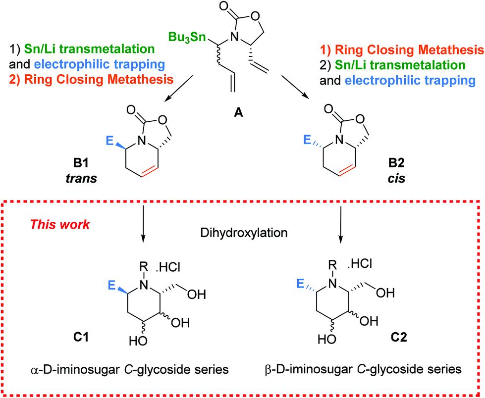 A Versatile Stereocontrolled Synthesis Of 2 Deoxyiminosugar C Glycosides And Their Evaluation As Glycosidase Inhibitors Organic Biomolecular Chemistry Rsc Publishing
