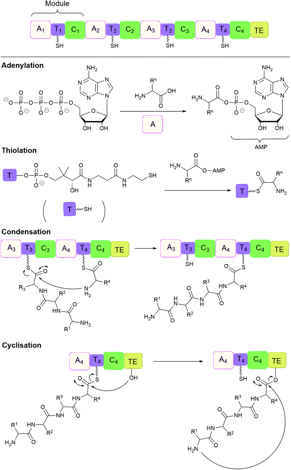 Approaches for peptide and protein cyclisation - Organic & Biomolecular ...