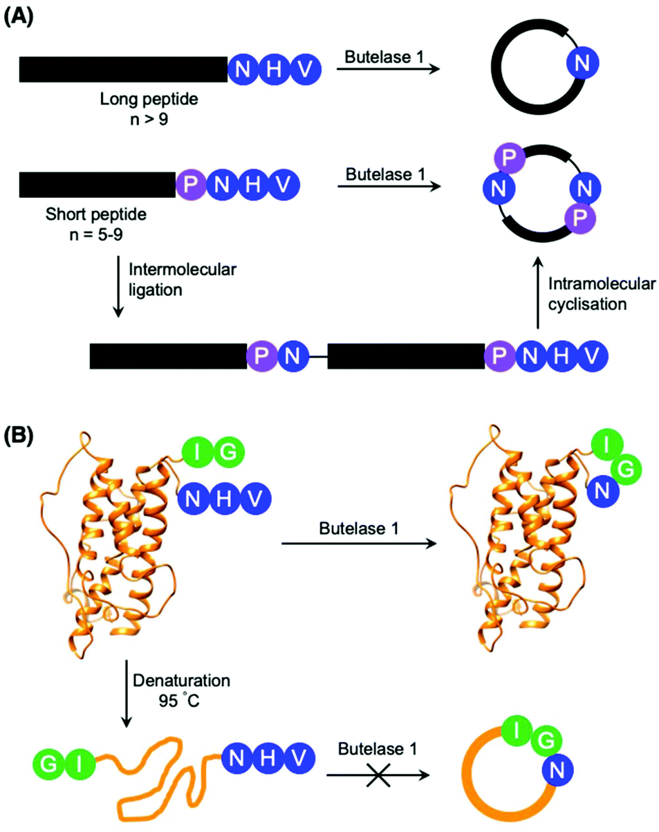 Asparaginyl Endopeptidases Enzymology Applications And Limitations Organic Biomolecular Chemistry Rsc Publishing