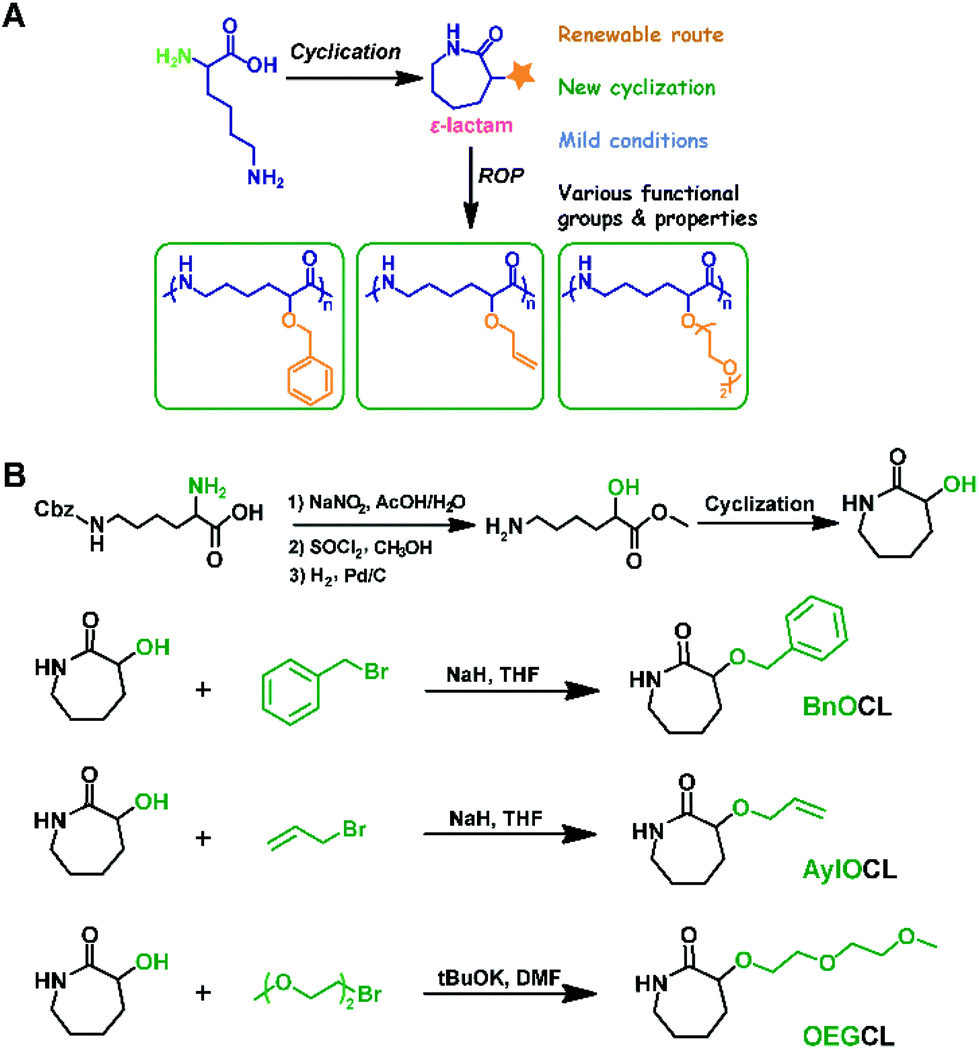 Poly(εlysine) and its derivatives via ringopening polymerization of