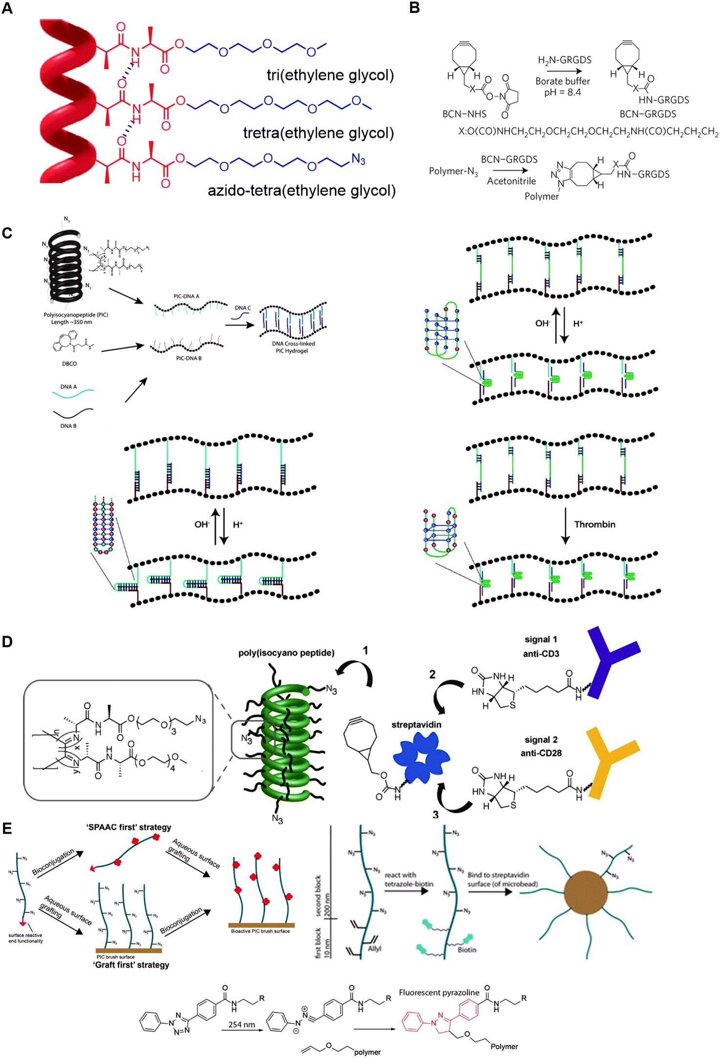 Semiflexible polymer scaffolds: an overview of conjugation strategies ...