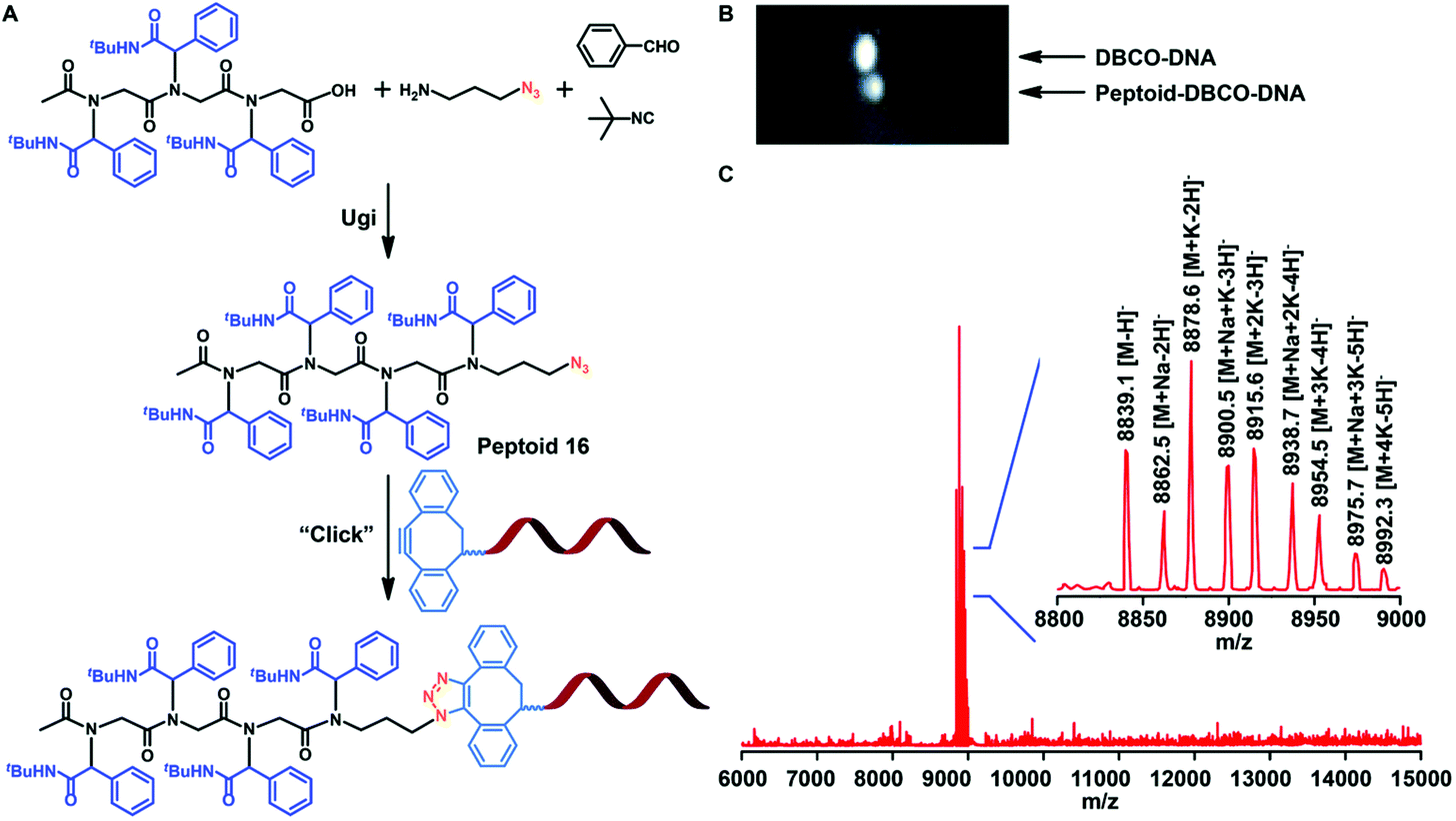 Sequence Controlled And Sequence Defined Polypeptoids Via The Ugi Reaction Synthesis And Sequence Driven Properties Polymer Chemistry Rsc Publishing