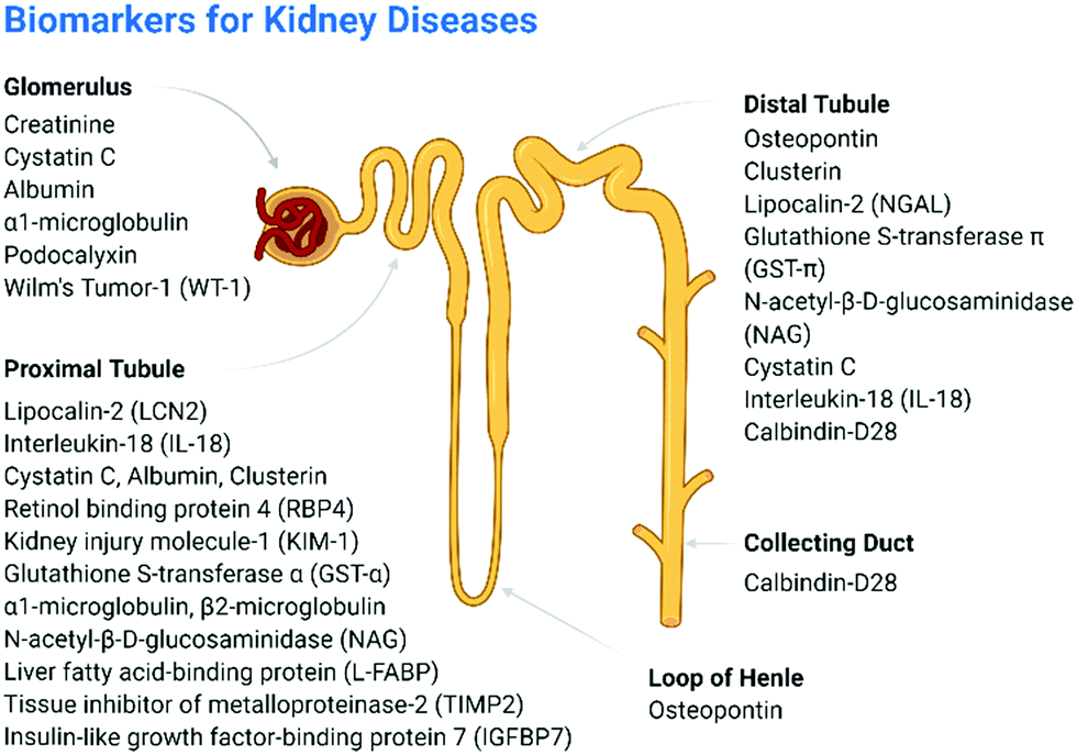 Detection Of Kidney Disease Biomarkers Based On Fluorescence Technology Materials Chemistry Frontiers Rsc Publishing