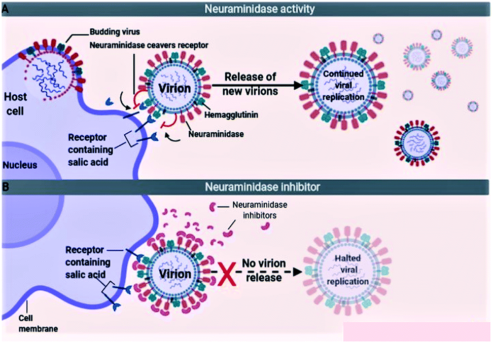 Recent Progress In Chemical Approaches For The Development Of Novel Neuraminidase Inhibitors 1055