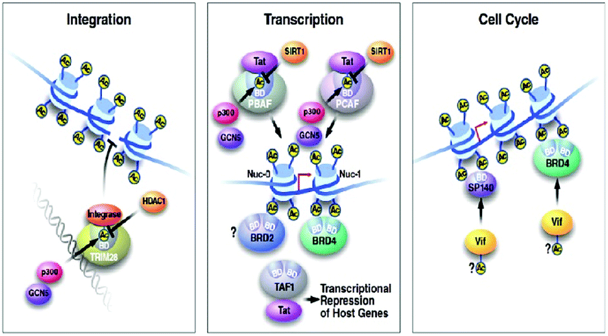 Bromodomain And Bet Family Proteins As Epigenetic Targets In Cancer Therapy Their Degradation Present Drugs And Possible Protacs Rsc Advances Rsc Publishing