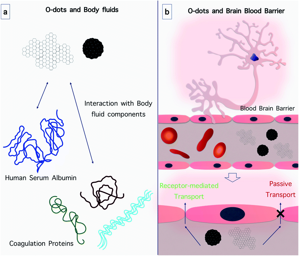 Organic Dots O Dots For Theranostic Applications Preparation And Surface Engineering Rsc Advances Rsc Publishing