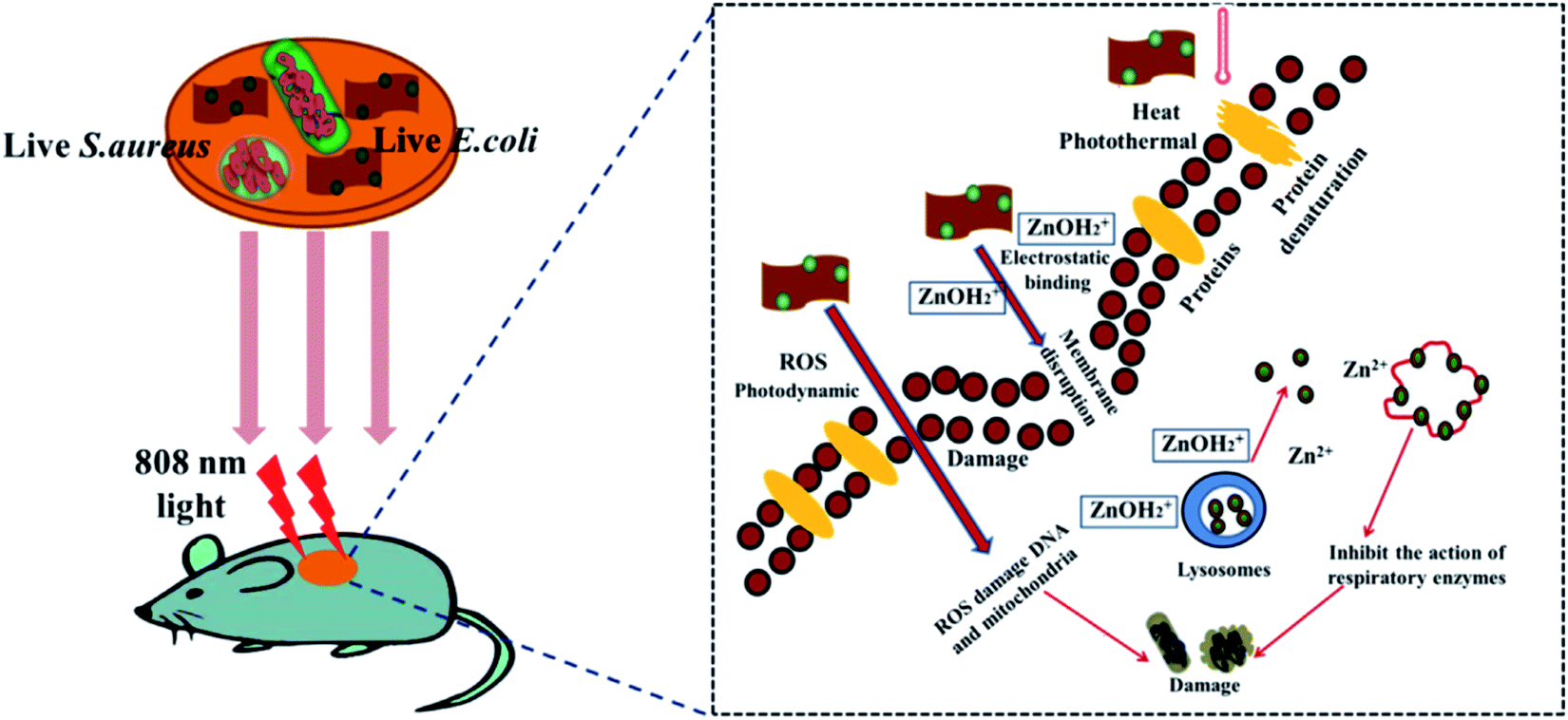 Journey of ZnO quantum dots from undoped to rare-earth and transition ...