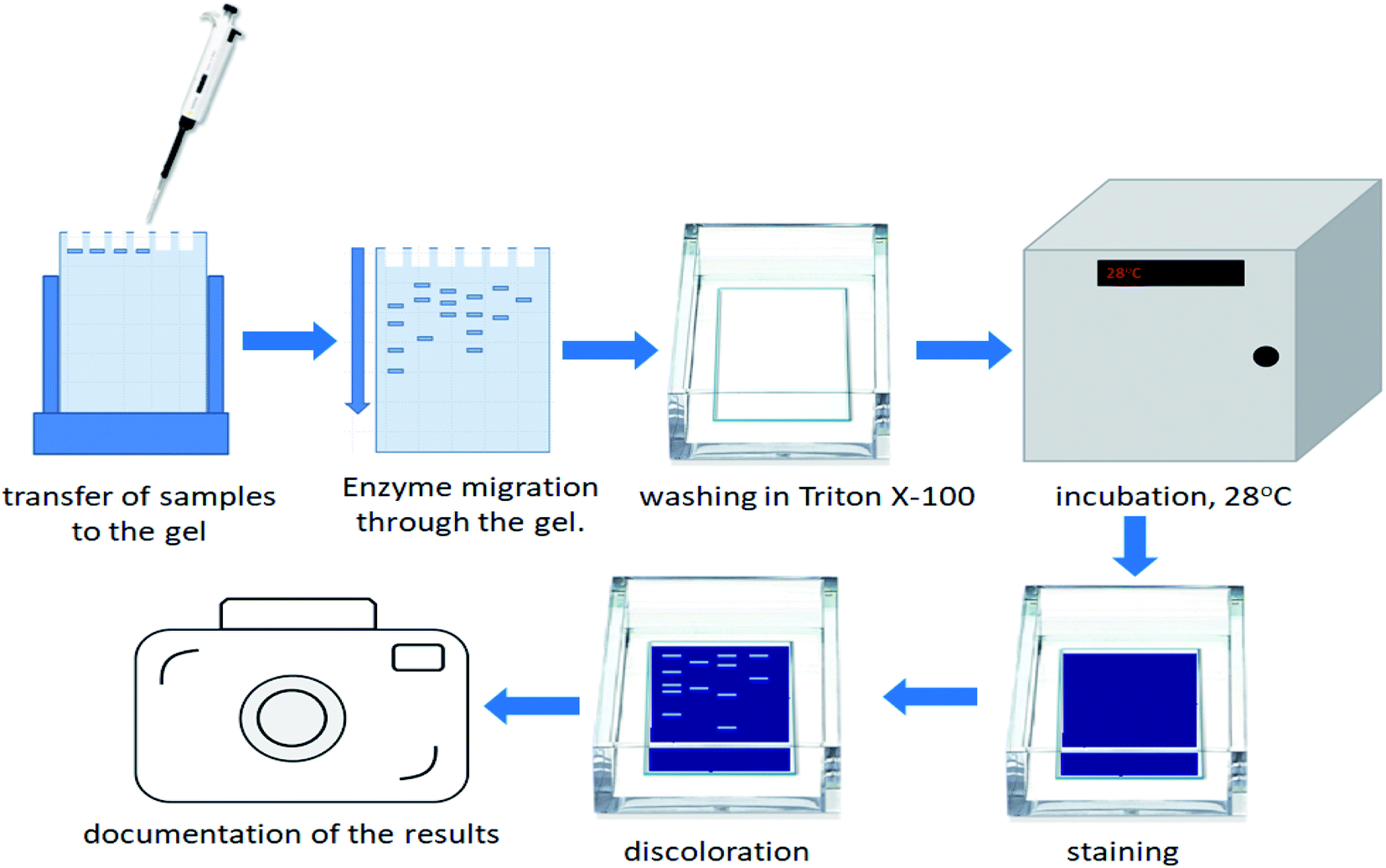 enzymatic hydrolysis experiment