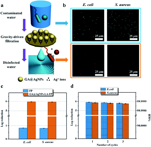 Robust immobilization of anionic silver nanoparticles on cellulose ...