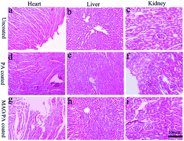 Corrosion And Biocompatibility Behaviours Of Microarc Oxidation Phytic 