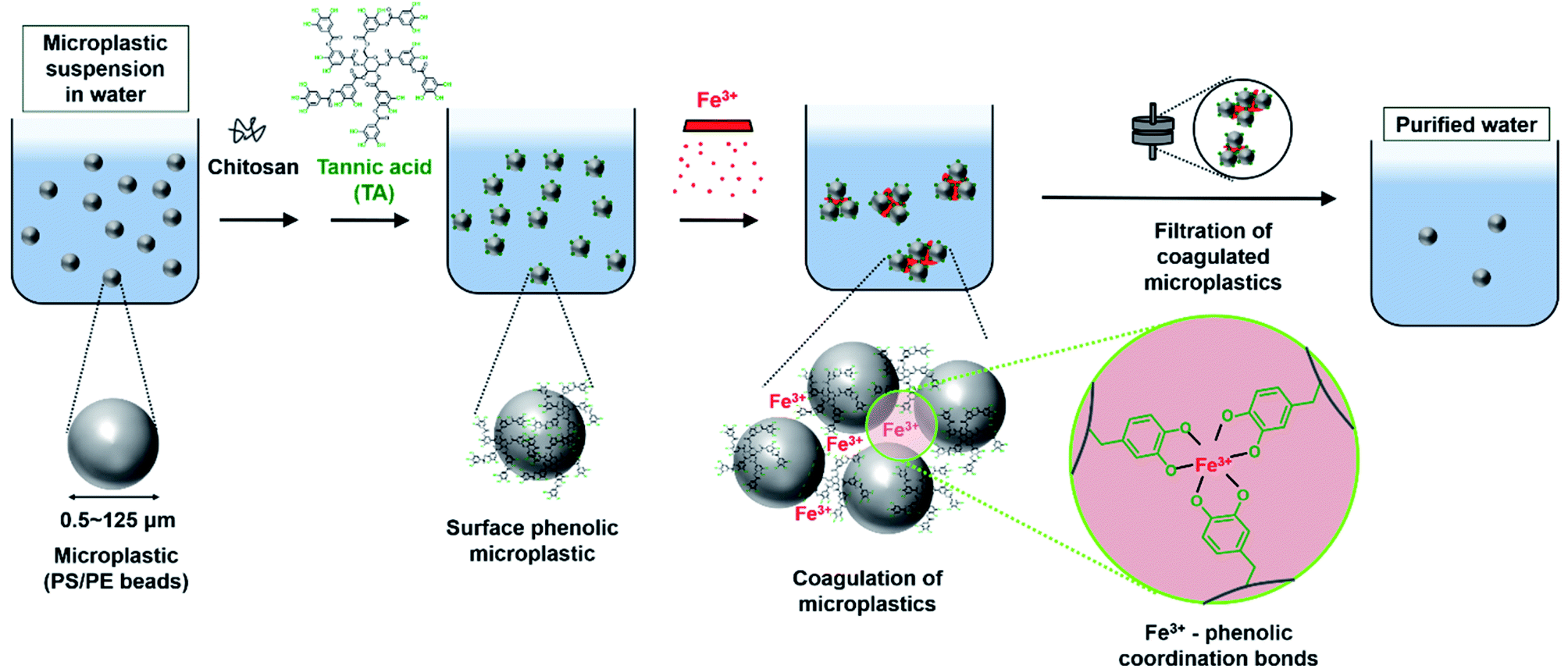 Removal Of Microplastics Via Tannic Acid Mediated Coagulation And In Vitro Impact Assessment 6697