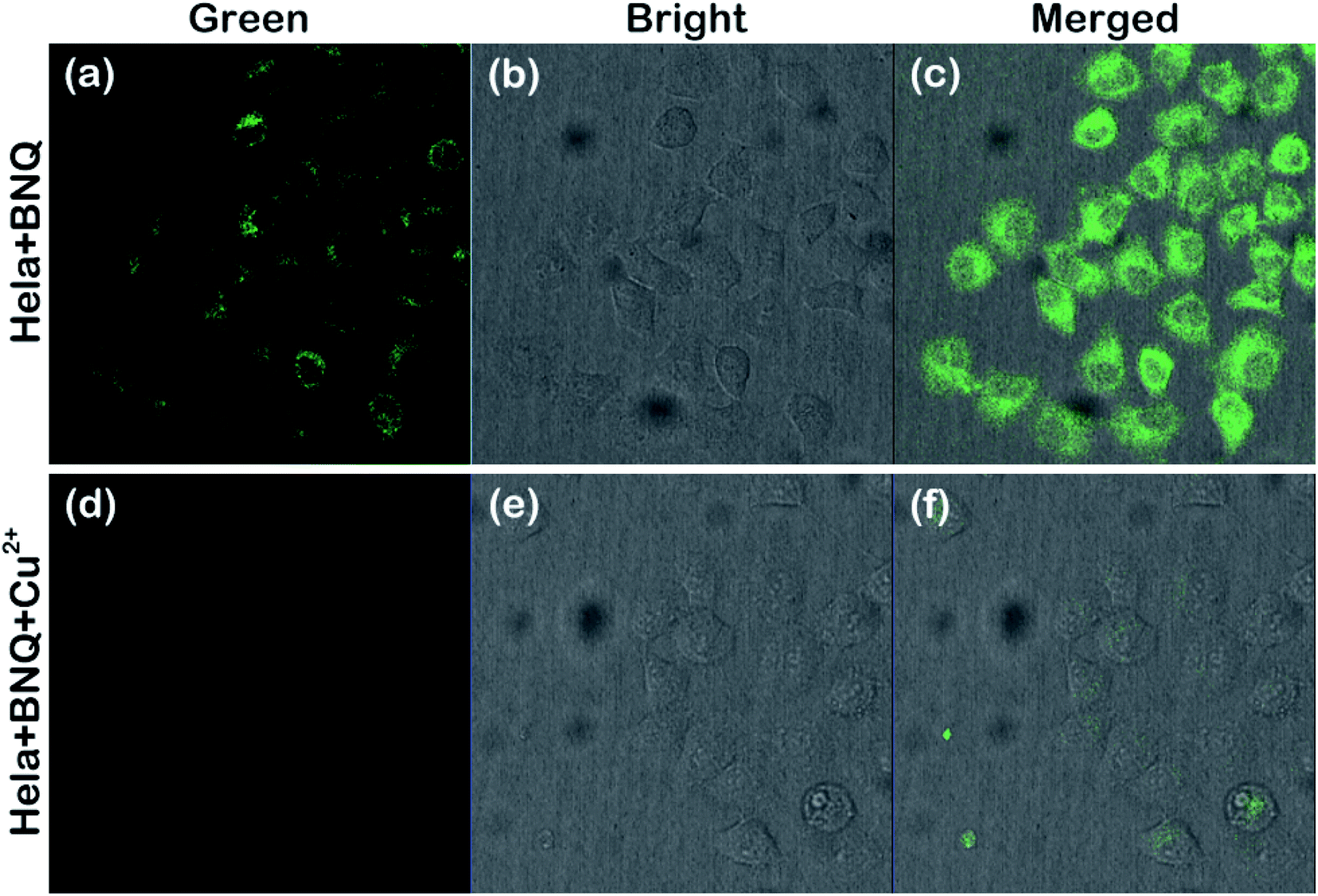 A Novel Hydrophilic Fluorescent Probe For Cu2 Detection And Imaging In Hela Cells Rsc Advances Rsc Publishing