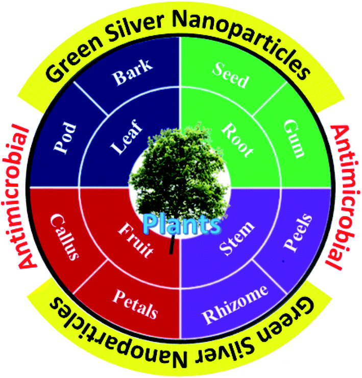 Green Synthesis Of Silver Nanoparticles Using Plant Extracts And Their Antimicrobial Activities A Review Of Recent Literature Rsc Advances Rsc Publishing